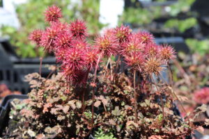 Acaena microphylla Kupferteppich