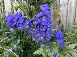 Aconitum carmichaelii Arendsii
