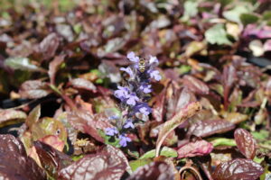 Ajuga reptans Atropurpurea