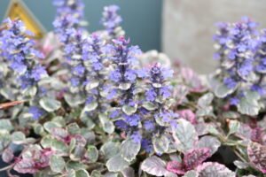 Ajuga reptans Burgundy Glow
