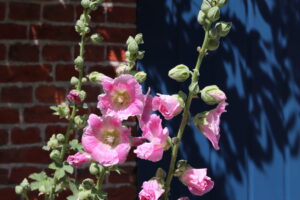 Alcea rosea Chater's Double Pink
