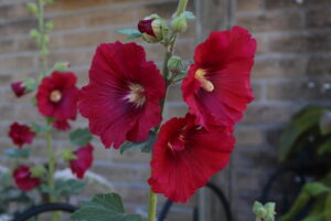 Alcea rosea Chater's Double Red