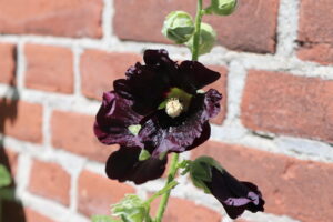 Alcea rosea Nigra