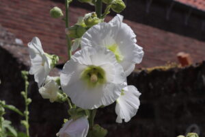 Alcea rosea Chater's Double White