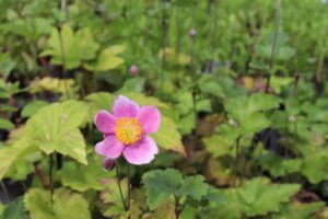 Anemone hybrida Königin Charlotte