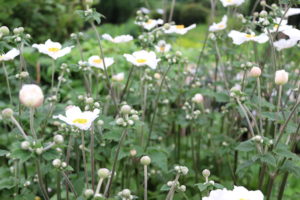 Anemone hybrida Honorine Jobert