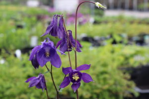 Aquilegia vulgaris
