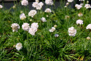 Armeria maritima Alba
