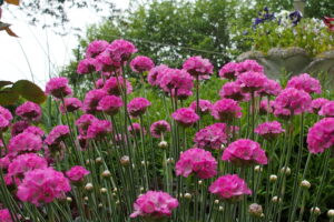 Armeria maritima Splendens