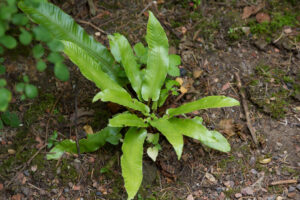 Asplenium scolopendrium