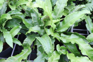 Asplenium scolopendrium