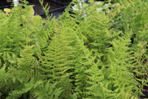 Athyrium filix-femina