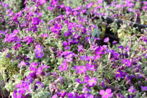 Aubrieta Cascade Purple