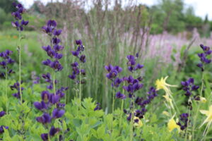 Baptisia australis
