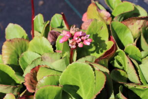 Bergenia Baby Doll