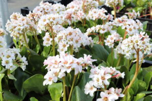 Bergenia Bressingham White