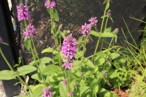 Betonica officinalis Hummelo
