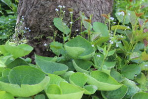 Brunnera macrophylla