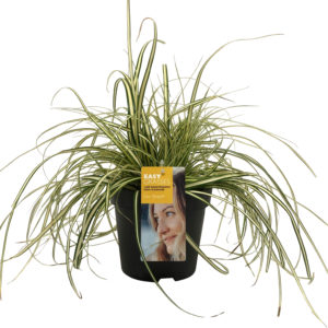 Carex oshimensis Evergold