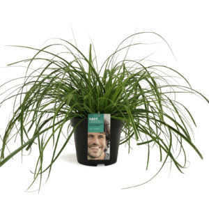 Carex oshimensis Everlime