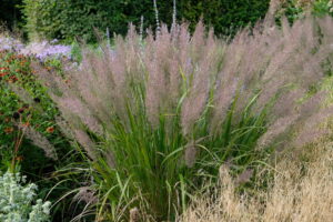 Calamagrostis brachytricha