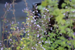Calamintha nepeta Blue Cloud