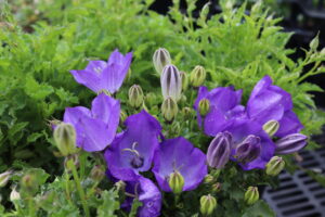 Campanula carpatica Blaue Clips