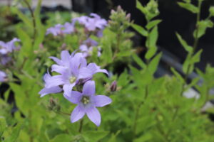 Campanula lactiflora Prichard's Variety