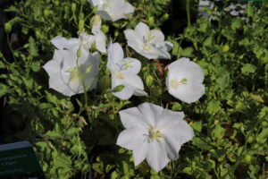 Campanula carpatica Weisse Clips