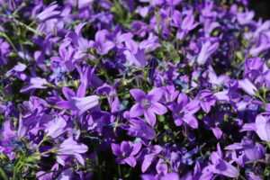 Campanula portenschlagiana