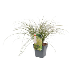 Carex testacea Prairie Fire