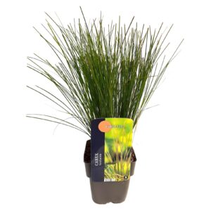 Carex testacea Prairie Fire