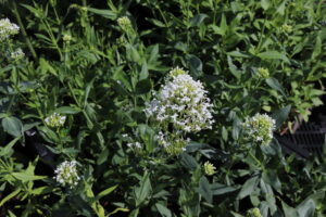 Centranthus ruber Albus