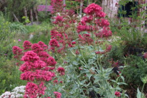 Centranthus ruber Coccineus