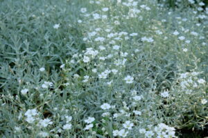 Cerastium tomentosum