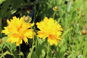 Coreopsis grandiflora Sunray