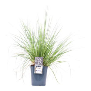 Cortaderia selloana Pumila