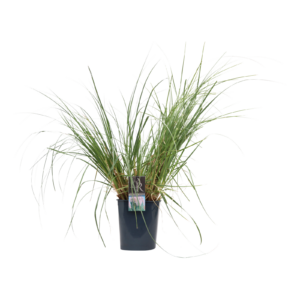 Cortaderia selloana Rosea