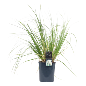 Cortaderia selloana