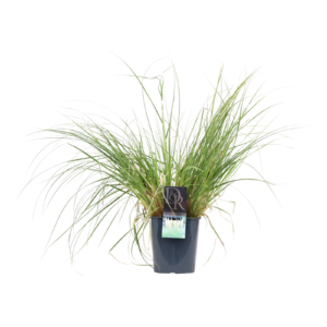 Cortaderia selloana Mini Pampas