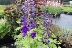 Delphinium pacific Black Knight