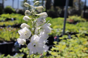 Delphinium pacific Galahad