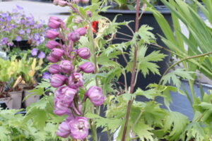 Delphinium pacific Astolat