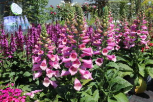 Digitalis purpurea