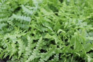 Dryopteris filix-mas