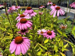 Echinacea purpurea
