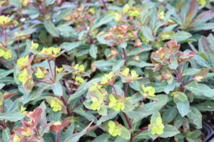 Euphorbia amygdaloides Purpurea