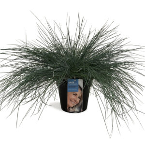 Festuca glauca Intense Blue®