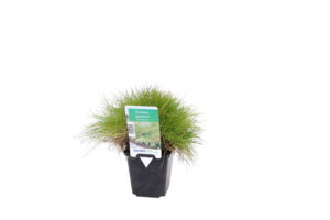 Festuca gautieri