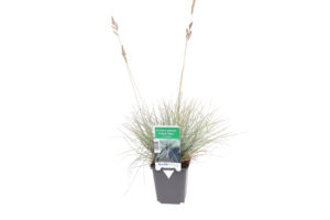Festuca glauca Elijah Blue